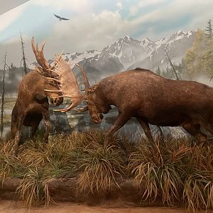 Moose Diorama