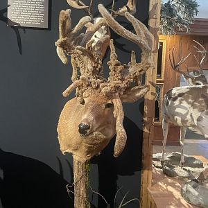 Deformed Deer Mount