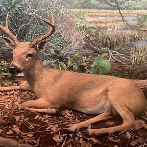 Key Deer Diorama
