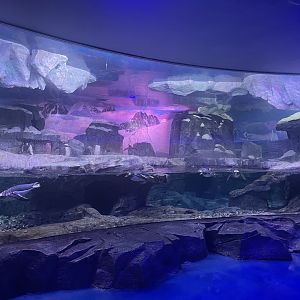 Gentoo Penguin Exhibit