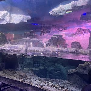 Gentoo Penguin Exhibit