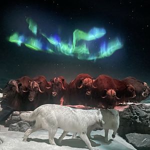 Muskox Diorama