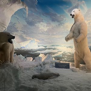 Polar Bear Diorama