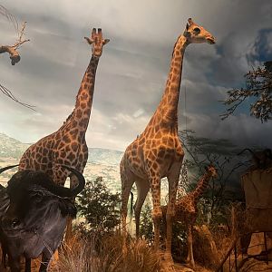 Giraffes in Africa Room