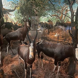 Bontebok in Africa Room