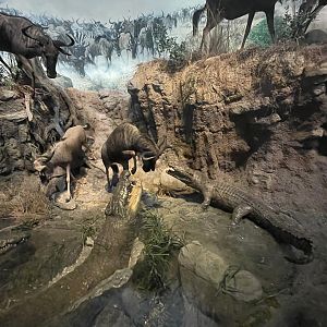 Wildebeest and Crocodile Diorama