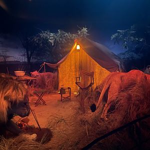 Africa at Night Room