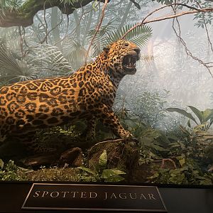 Jaguar Diorama