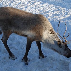 Wild Canada: Woodland Caribou