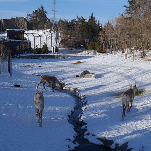 Wild Canada: Woodland Caribou and Polar Bear Exhibits