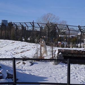 Wild Canada: TFF Polar Bear Sanctuary