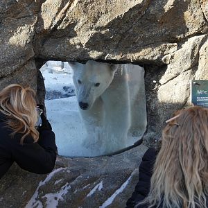 Wild Canada: TFF Polar Bear Sanctuary Little Window