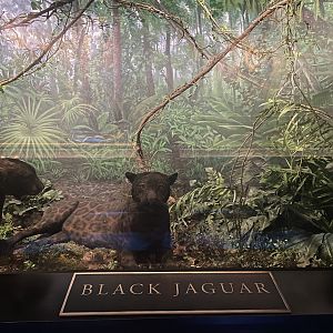 Black Jaguar Diorama