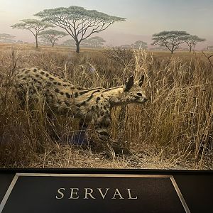 Serval Diorama