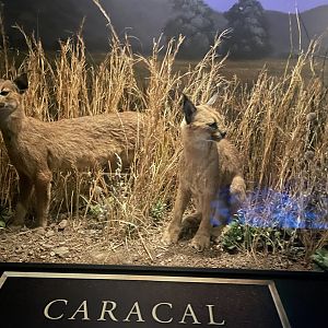 Caracal Diorama