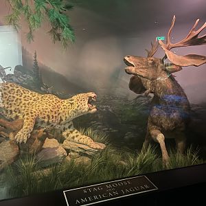Stag Moose and American Jaguar Replica