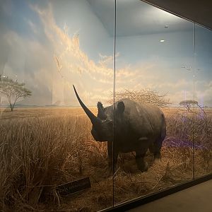 Black Rhinoceros Diorama