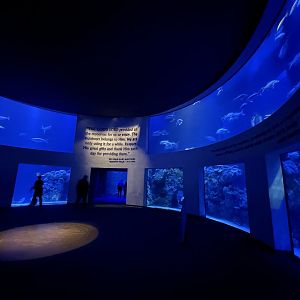 Aquarium Entrance Tank