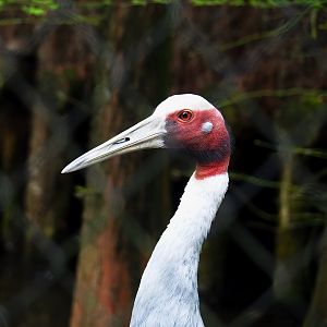 Indian Sarus crane (Antigone antigone antigone), 2023-05-15