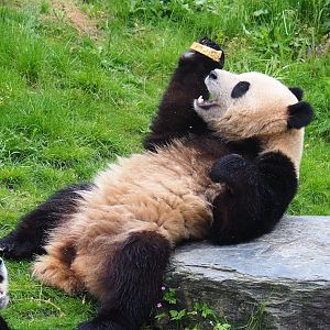 Giant panda (Ailuropoda melanoleuca), 2023-05-15
