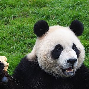 Giant panda (Ailuropoda melanoleuca), 2023-05-15