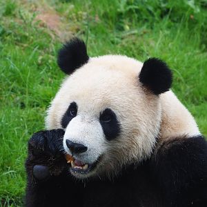 Giant panda (Ailuropoda melanoleuca), 2023-05-15