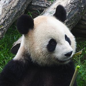 Giant panda (Ailuropoda melanoleuca), 2023-05-15