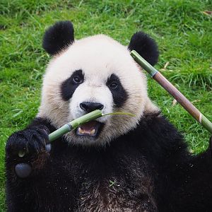 Giant panda (Ailuropoda melanoleuca), 2023-05-15