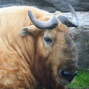 Golden takin (Budorcas taxicolor bedfordi), 2023-05-15