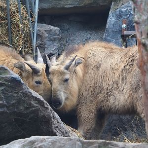 Juvenile Golden takins (Budorcas taxicolor bedfordi), 2023-05-15