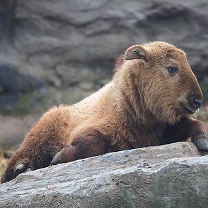 Golden takin calf (Budorcas taxicolor bedfordi), 2023-05-15