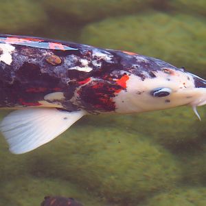 Koi (Cyprinus rubrofuscus), 2023-05-15