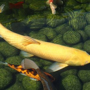 Albino Grass carp (Ctenopharyngodon idella) and Koi (Cyprinus rubrofuscus), 2023-05-16