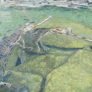 Juvenile Gharials (Gavialis gangeticus) 2023-05-15