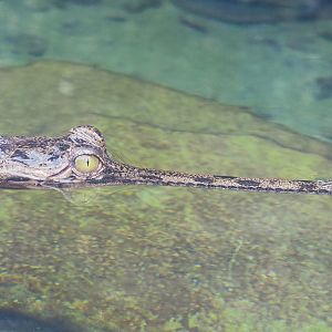 Gharial (Gavialis gangeticus), 2023-05-15