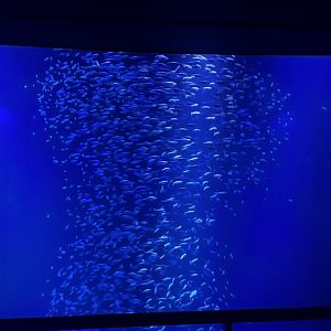 Sardine Tank