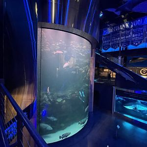 Great Barrier Reef Tank