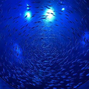 Underneath Sardine Tank