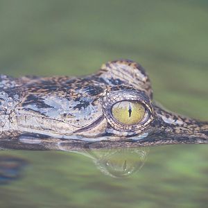 Gharial (Gavialis gangeticus), 2023-05-15