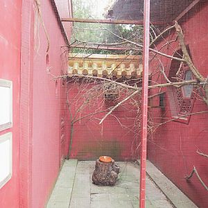 Black-naped oriole and Red-billed Leiothrix aviary, 2023-05-15