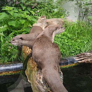 Indochinese smooth-coated otter (Lutrogale perspicillata perspicillata), 2023-05-15