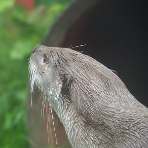 Indochinese smooth-coated otter (Lutrogale perspicillata perspicillata), 2023-05-15