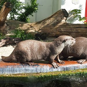Indochinese smooth-coated otter (Lutrogale perspicillata perspicillata), 2023-05-15