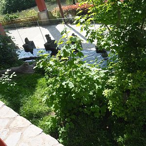 Indochinese smooth-coated otter exhibit, 2023-05-16