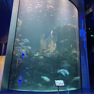 Great Barrier Reef Tank