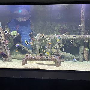 Garden Eel and Others Tank
