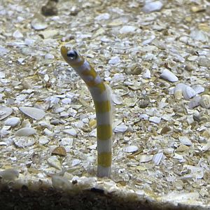 Splendid Garden Eel