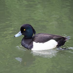 Wild Tufted duck (Aythya fuligula), 2023-05-16
