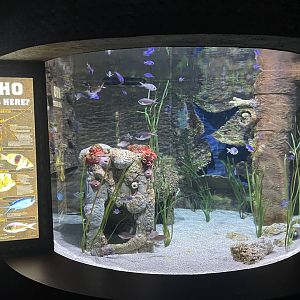 Shipwreck Room Tank #1