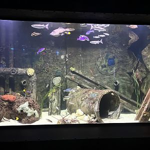 Shipwreck Room Tank #2